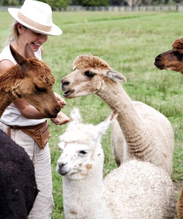Alpaca Meet & Greet Family Pass with Iris Lodge Alpacas