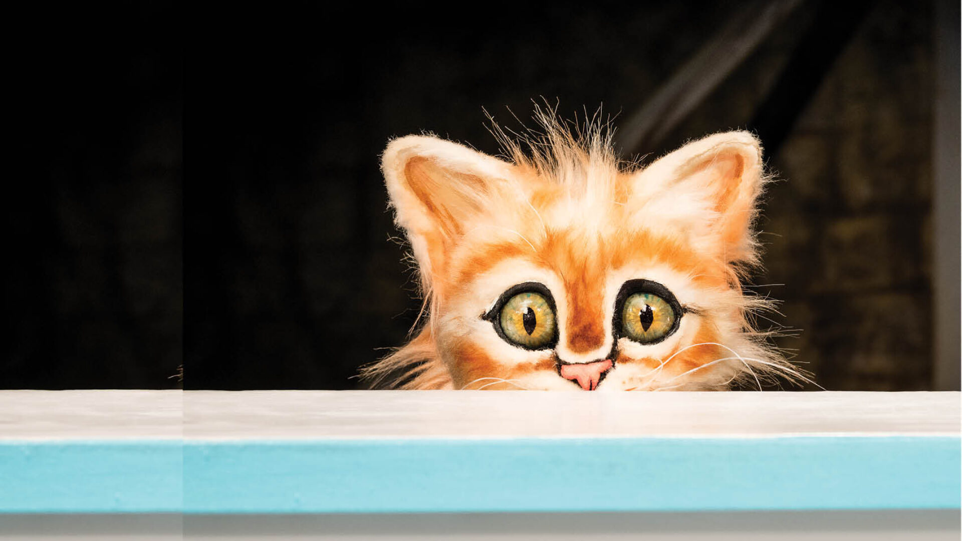 Scaredy Cat